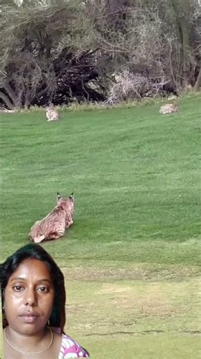 Wild Animals Acting Like Family 💚 Nature's Most Beautiful Moments
