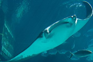 Incredible Footage of Rare Manta Rays Leaping into the Air Captured [Video]