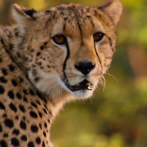 1.4K reactions · 513 shares | Some of the world’s most iconic wildlife call grasslands their home  Today most of these wild spaces have been converted into farmland, but together we can help wild grasslands to recover and ensure they have enough space to thrive forever. Here’s how  #ShareOurPlanet | WWF | Facebook