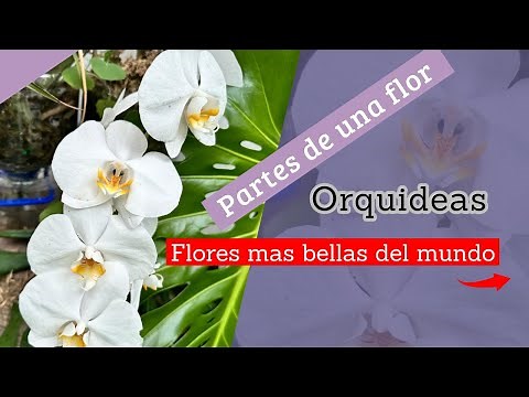 What are the parts of an orchid flower - How to recognize an orchid. #plants #orchids
