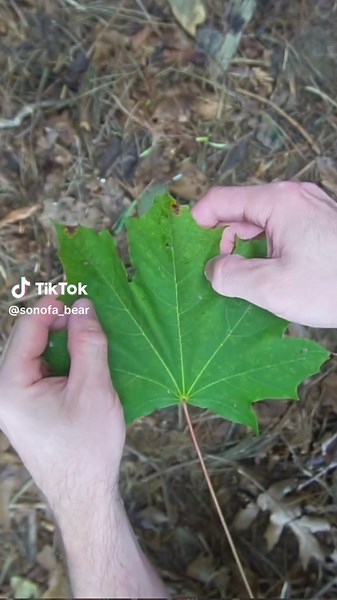 Maple leaf foraging basket! #survivalskills #bushcraft #foraging #mushrooms #basketry #berries #maine