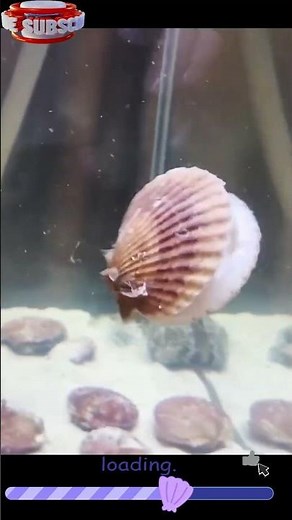 SHELLS ARE ALIVE?! SECRET LIFE OF SEASHELLS! #shorts #shell #seashell