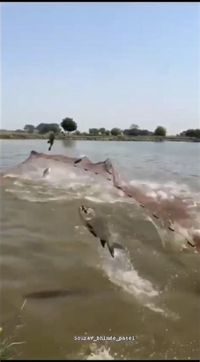 fishes jumping fishing net trap kuttla kattla fishes tank cleaner #fishtraps #riverfish