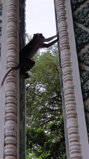 Nice monkey #monkey #clever #monkeyloves #nice