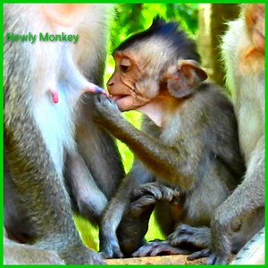 Full begging experience style little monkey request milk, Even this little so big but he still success milk all time he requested | Newly Monkey