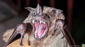 Bat's Amazing! Scientists Unravelling The Evolutionary Secrets Behind Vampires' Bites