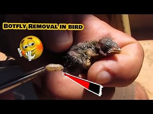 Rescue Animals ! Botfly Removed From Bird -鳥から削除されたヒツジバエ #6