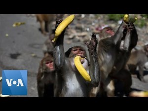 Coronavirus: Monkeys, Dogs, Cows Roam India's Streets