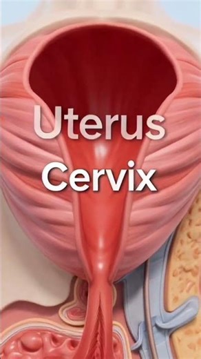 Understanding Vaginal Anatomy | Female Reproductive System Explained in 3D