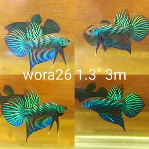Green Mahachai Spade Tail Wild Male Betta (WORA-26M)P 10/13