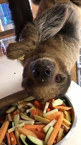 7.5K views · 314 reactions | Make a dash to the Zoo and join us as we...