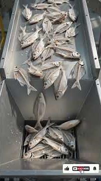 How Tons of Fish Are Turned Into Pure Calcium Powder! 🐟➡️💊#seafood #fish