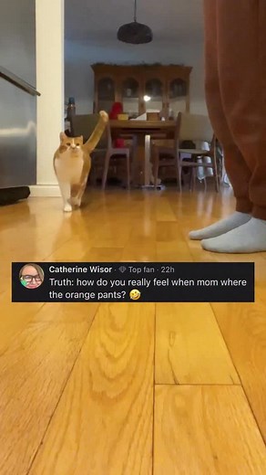 Bean HATES Mom’s Orange Pants 🍊👖 #ItsTrueOrDare Start your morning by waking up with Bean (the loudest orange cat you’ll ever meet) ☕️🌞 Daily chaos, dramatic meows, and Beauty judging it all 👑🐾 Follow along for a new episode every day! #beautynthebean #wakingupwithbean | Beauty and the Bean