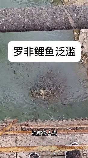 Overrun with Tilapia: The Fish That's Too Plentiful to Eat or Catch