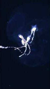 Poetry in Ocean: haiku edition #designingthefuture3 #midwater #siphonophore