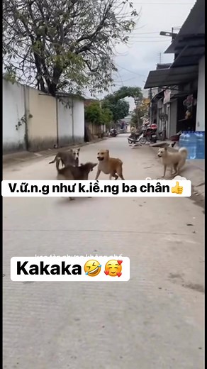 16K views · 156 reactions | Anh đ.ạ.i xóm kui藍.Dù thương t.ậ.t “Một chọi ba”.Mấy Cún này hay ồn ào lắm.Lại cũng dễ iu❤️殺kaka藍 | PET CƯNG | Facebook