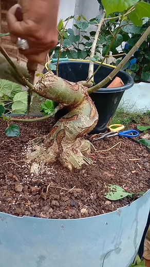 155K views · 641 reactions | Time lapse bonsai expressionist 朗 #fblifestyle #programbonsai #diy #timelapse #inspiration #bonsaitree #tutorials | Mas Ben | Facebook