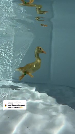 ducks_in_space on TikTok