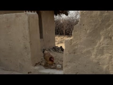 Desert Animal life style in Desert #live #villagelife