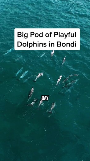 Massive playful pod of dolphins doing the laps around Bondi on Thursday morning. They went up to the swimmers, surfers, paddle boarders and kayakers throughout most the day. They certainly do bring a lot of life, and smile to people’s faces. #bondibeach #bondi #dolphinwatching #dolphinswimming #dolphins #feelnewsydney #ilovesydney #seeaustralia #dolphinlove #tiktokaus #tiktok_aus