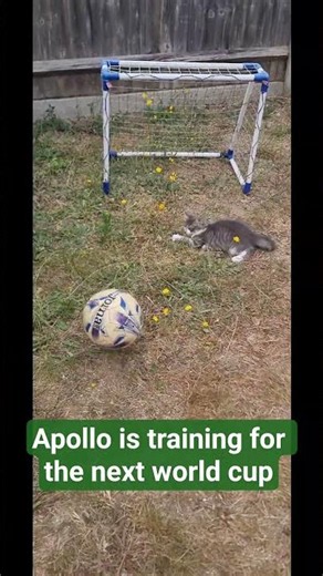 The world's tiniest goalkeeper! 🐾⚽️