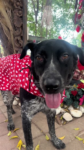 #paratiiiiiiiiiiiiiiiiiiiiiiiiiiiiiiiiii🦋 #viralvideo #perrostiktokers #sanvalentin #mascotas @CAMPESTRELAHERRADURACLN @Gonny Dinastía GM 🎉🙏