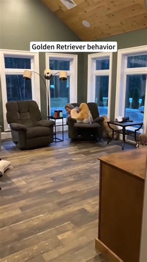 Golden Retrievers are just happiness with a tail and zero brain cells 🐶😂 | Funny pets