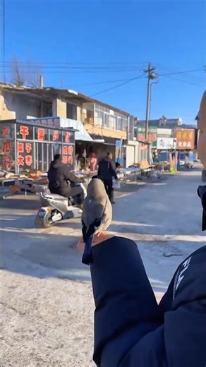 He Trained a Bird to Steal Money from People 😱।