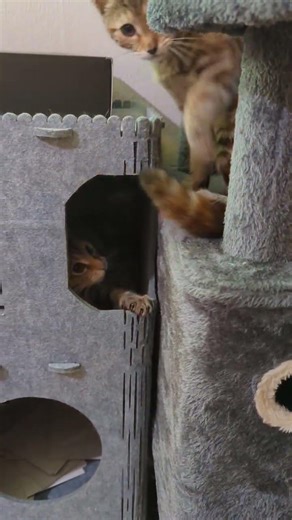 kitten u can't get in here