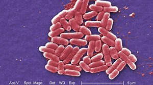 E. coli, coliform bacteria contamination reason to blame for Kamas City water boil order