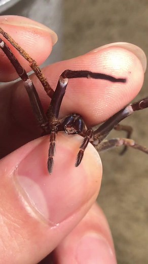 Macroctenus Kingsleyi Molt: A Fascinating Arachnid Transformation