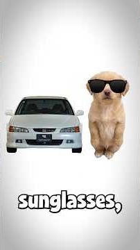 Honda Accord CL1 - doges explain🐶 #car #ford #focus #automobile #dog