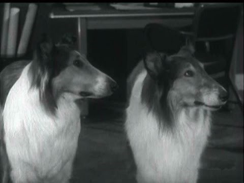 Lassie - Episode #401 - "The Gift of Life" - Season 12, Ep.16 - 12/26/1965