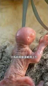 考拉刚出生时仅有2克！#考拉#动物 #科普一下 #每天跟我涨知识