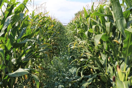 60-inch corn rows offer forage for cattle and corn yields to boot