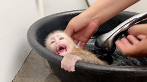 Baby Jelly Getting Moody Does Not Want Mom Clean Her Diaper | Monkey Daily