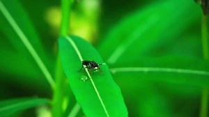 Les insectes rampent et se reposent : vidéo de stock (100 % libre de droit) 3822420517 | Shutterstock
