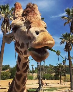 126K views · 5.1K reactions | Enjoy a world of entertainment at Summer Safari presented by Your San Diego County Toyota Dealers. | San Diego Zoo Safari Park | Facebook