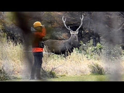 吹き矢でエゾシカ捕獲 北海道・稚内