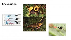 Coevolution - SlideServe