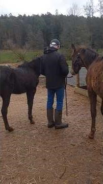 Die Arbeit mit dem Fohlen