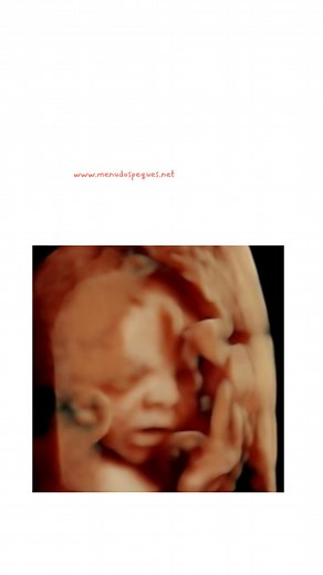 1.3K views | ¿Cómo se desarrolla el feto en las semanas 25 a 28 del embarazo? #embarazo #embarazada #gestacion #bebeencamino #semanasdeembarazo #segundotrimestreembarazo #tercertrimestreembarazo | Embarazo y Parto | Facebook