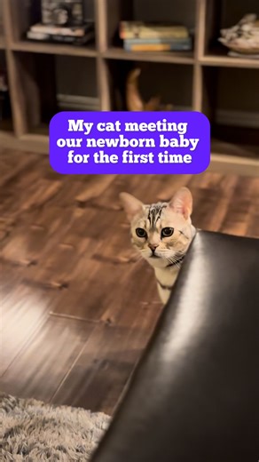 48 reactions · 7 comments | My cat meeting our newborn baby for the first time  . . . . #cat #catreels #catvideo #catvideos #catsofinstagram #catsofig #catstagram #catworld #catoftheday #catlover #bengalcat #cat #bengal #sailingwithcats #boatlife #boatlifestyle | Sea Catz | Facebook