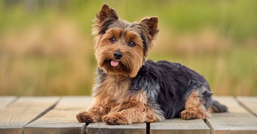Yorkie Lifespan: How Long Do Yorkies Live?