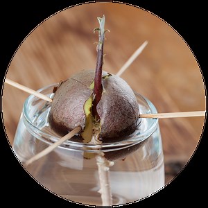 Kitchen Scrap Gardening - KidsGardening