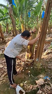 Eradicate bunchytop #bananafarming #lakatanbananafarming #genuspangasian #farmingtechniques | Genus Pangasian