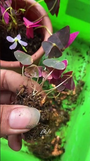 Oxalis Plants That Close As If They Are Wilting! #PurpleShamrock #OxalisTriangularis #Houseplant