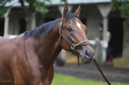 Journalism wins the $1-million Haskell Stakes to earn trip to Breeders' Cup