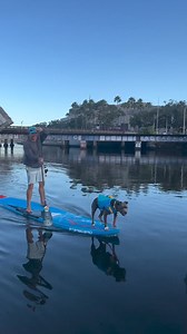 9.1K views · 128 reactions |  Captain Sidney at the helm! Enjoying the clear waters and on the lookout for dolphins, Sidney, Urban kai’s dog, embodies the spirit of adventure that the Starboard Generation board is built for. Perfect for explorers and their furry first mates! > https://sup.star-board.com/paddle-board/hard-paddle-board/generation/ | Starboard SUP | Facebook
