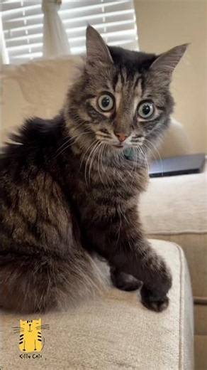 This Cat's Reaction Is Absolutely Priceless! 😂 #shorts #funny #cats